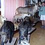 Animaux empaillés dans une boutique-restaurant